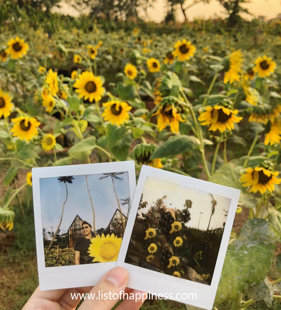 polaroid taman bunga matahari